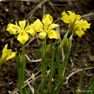 Iris koreana (2)