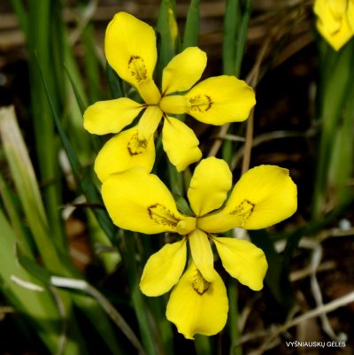 Iris koreana