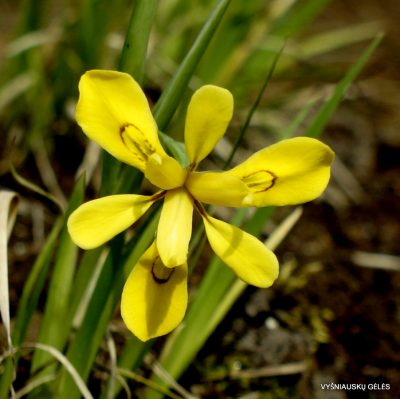Iris koreana ‘Firefly Shuffle‘