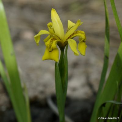 Iris koreana ‘Firefly Shuffle‘