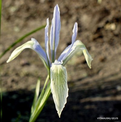 Iris lactea (clone 5) (2)