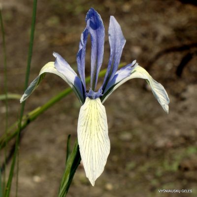 Iris lactea (clone 5)
