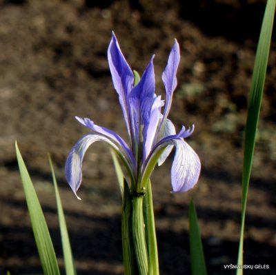 Iris lactea ‘Redundant‘ (2)