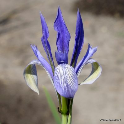 Iris lactea ‘Redundant‘
