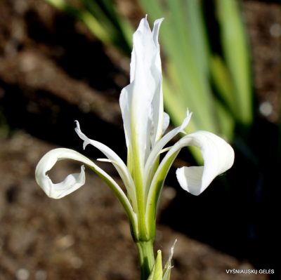 Iris lactea ‘Tough Cooki‘ (3)