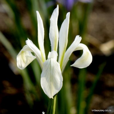 Iris lactea ‘Tough Cooki‘