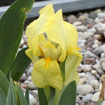 Iris lutescens (clone 3)
