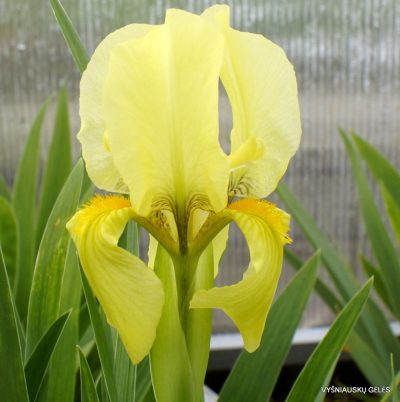 Iris lutescens (clone 3) (2)