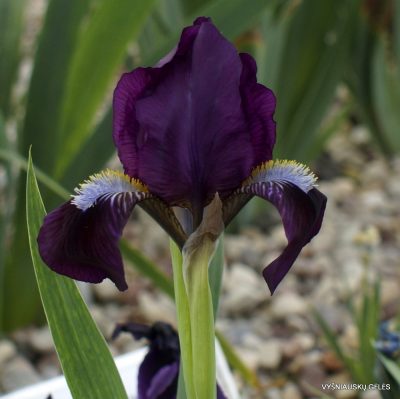 Iris lutescens (clone 5) (2)