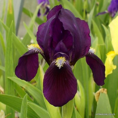 Iris lutescens (clone 5)