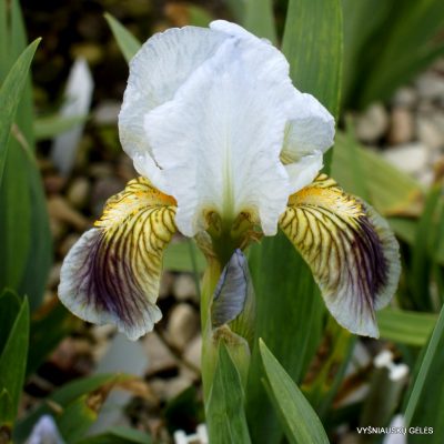 Iris lutescens (clone 6) (2)