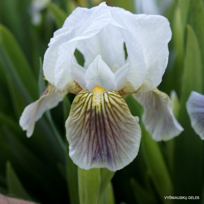 Iris lutescens (clone 6)