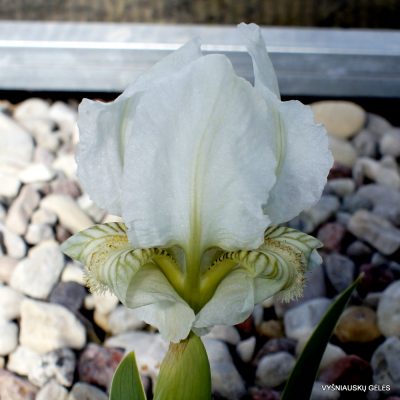 Iris lutescens (clone 7)