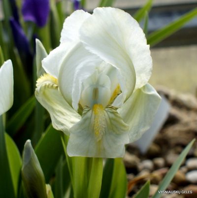 Iris lutescens (clone 7)
