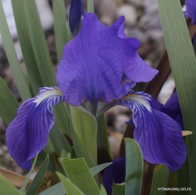 Iris lutescens (clone 8) (2)
