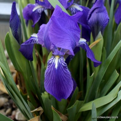 Iris lutescens (clone 8)
