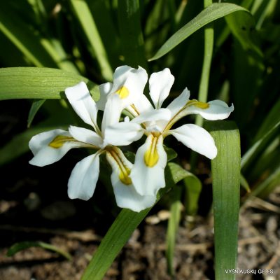 Iris odaesanensis (2) Iris odaesanensis (2)