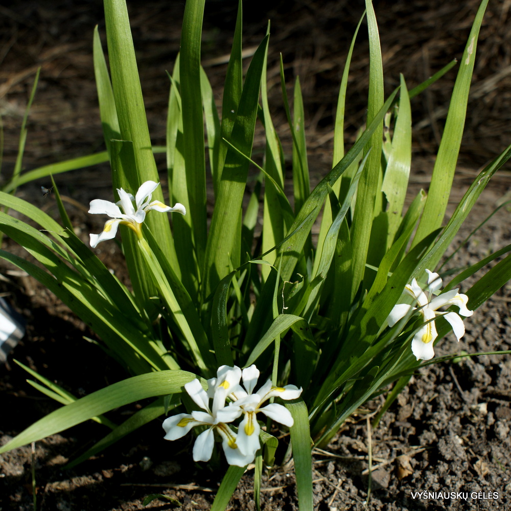 Iris odaesanensis (3)