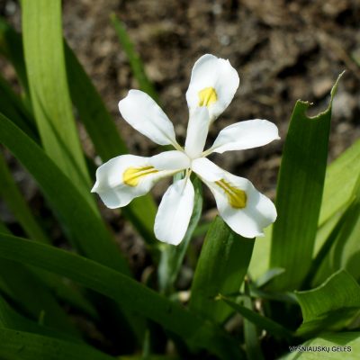 Iris odaesanensis