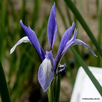 Iris oxypetala (clone 3)