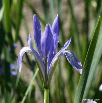 Iris oxypetala (clone 3)