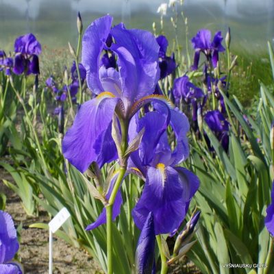 Iris pallida subsp. cengialtii (2)