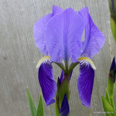 Iris setina (2)