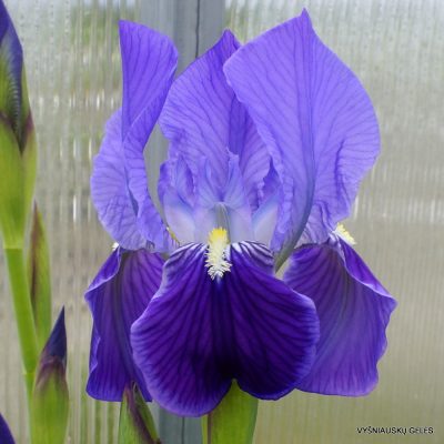 Iris setina