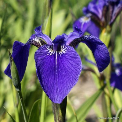 Iris setosa ‘Aaron’s Blue‘