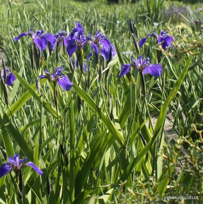 Iris setosa ‘Aaron’s Blue‘ (2)