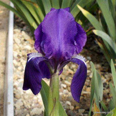 Iris subbiflora (clone 2)