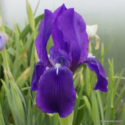 Iris subbiflora (clone 2)