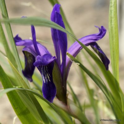 Iris uniflora (clone 2) (2)