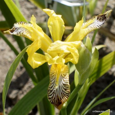 Iris variegata (clone 3) (2)