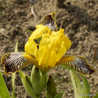 Iris variegata (clone 3)