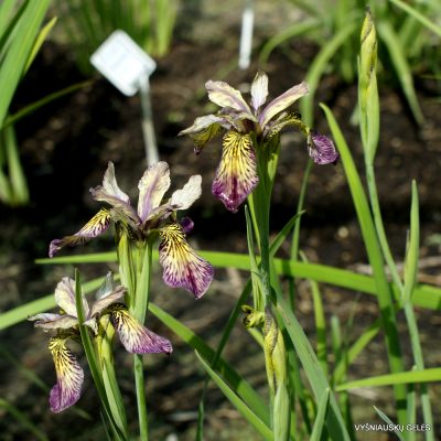 Iris × chrysofor (2)