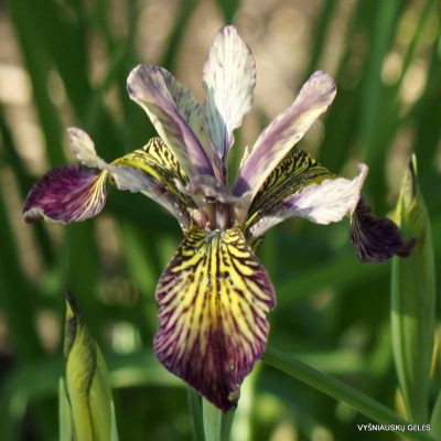Iris × chrysofor
