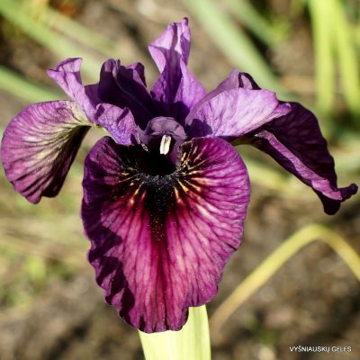 Iris ‘Miss Margaret’ (2)