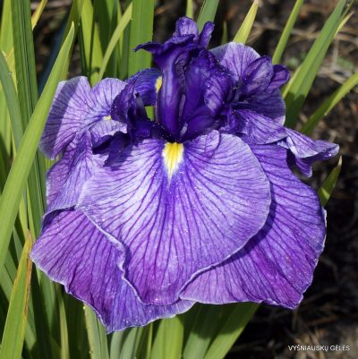 Iris ‘Silesian Drama’