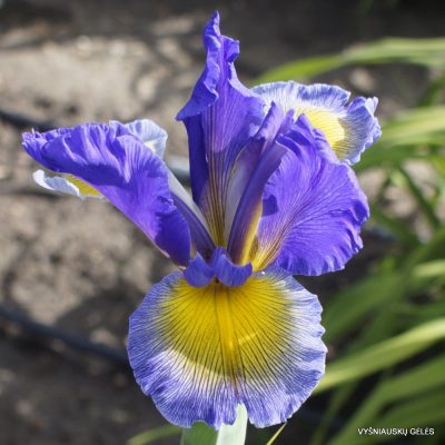 iris 'Blue Star Light' (2)