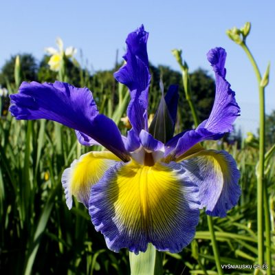 iris 'Blue Star Light'