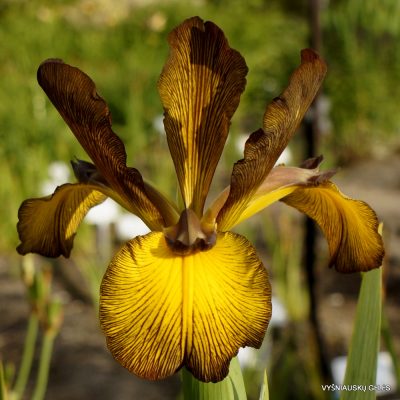 iris 'Doctor John Dougan'