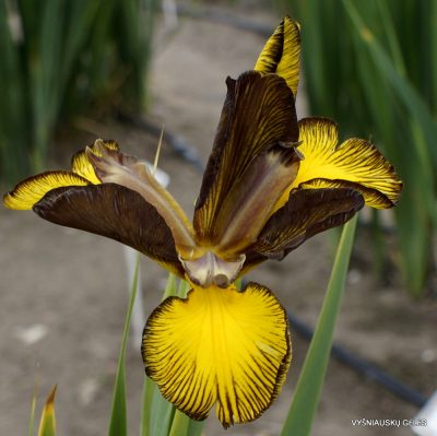 iris 'Falcon’s Crest'