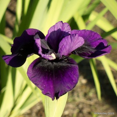iris ‘Raven’s Claw’ iris ‘Raven’s Claw’