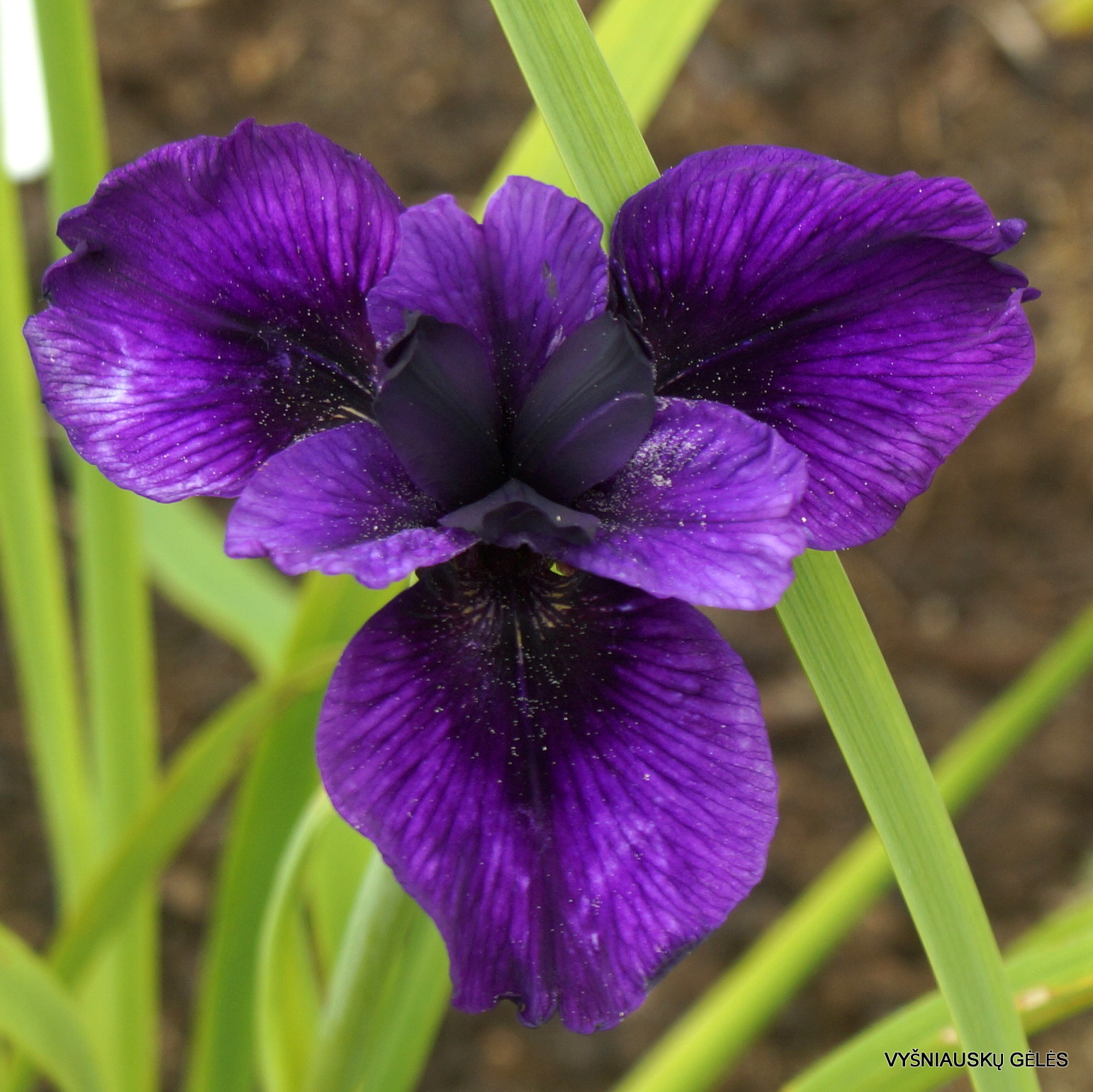 iris Raven’s Claw