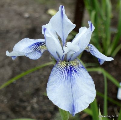 iris 'Two Worlds'