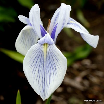 iris laevigata Blue Rivulets