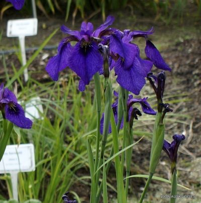 ‘Mandarin Purple’