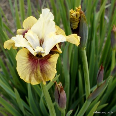 ‘Sweet Spot’ (2)