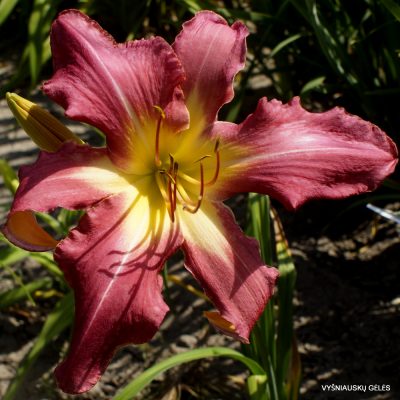 Daylily ‘A to Zebedee’ Daylily ‘A to Zebedee’